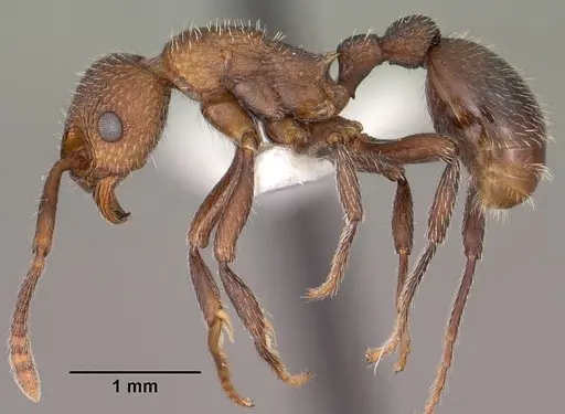 Myrmica rugiventris - CASENT0102856