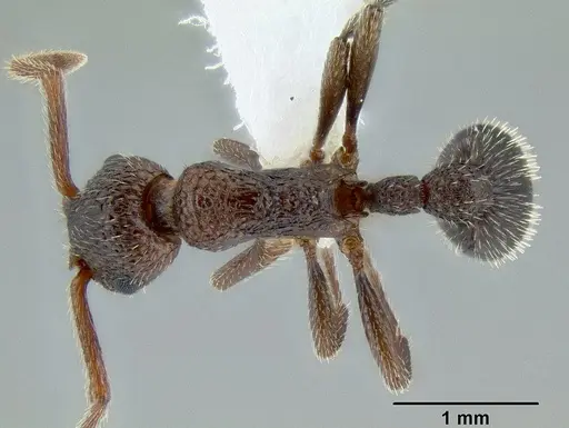 Myrmica rugiventris - CASENT0106212