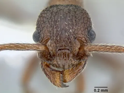 Myrmica rugiventris - CASENT0106212