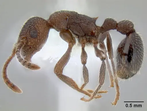 Myrmica rugiventris - CASENT0106212