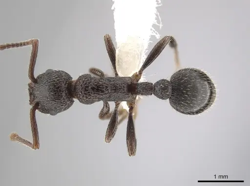 Myrmica rugiventris - CASENT0650399