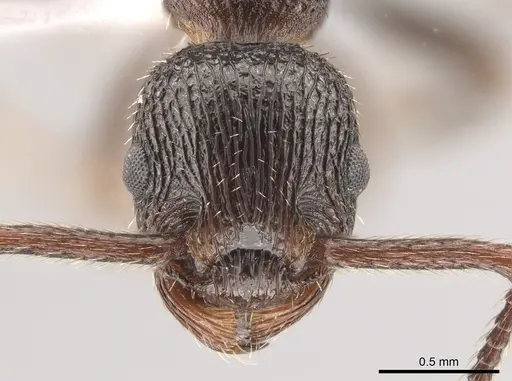 Myrmica rugiventris - CASENT0650399