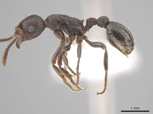 Myrmica rugiventris - CASENT0650399
