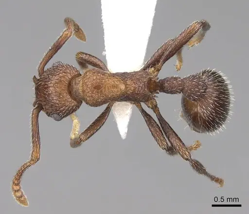 Myrmica rugiventris - CASENT0922761