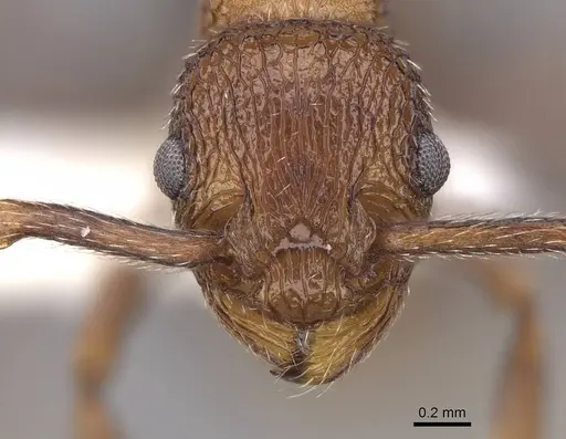 Myrmica rugiventris - CASENT0922761