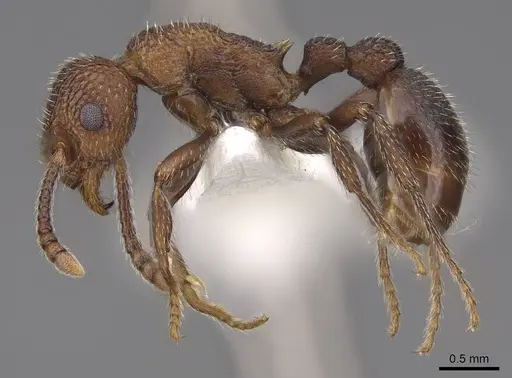 Myrmica rugiventris - CASENT0922761
