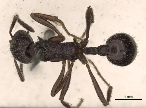 Myrmica rugosa specimen
