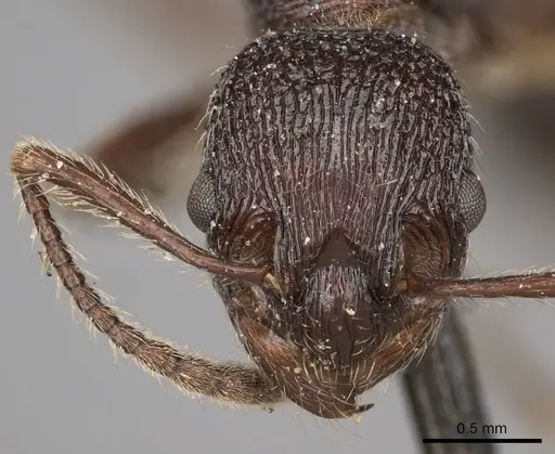 Myrmica rugosa specimen