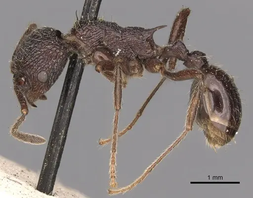 Myrmica rugosa specimen