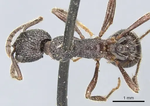 Myrmica rugosa - CASENT0904094