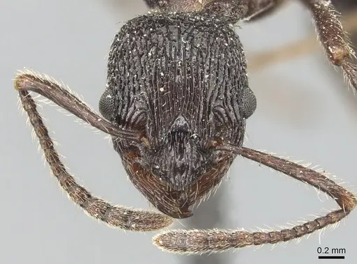 Myrmica rugosa - CASENT0904094