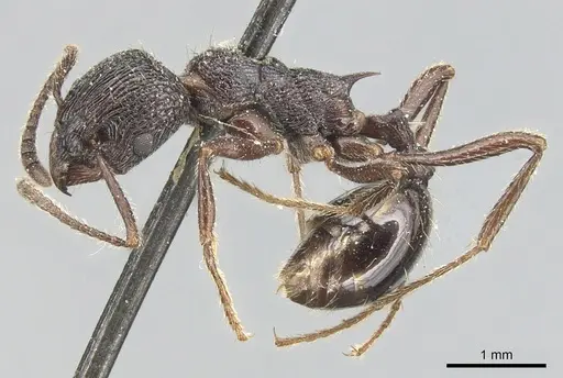 Myrmica rugosa - CASENT0904094