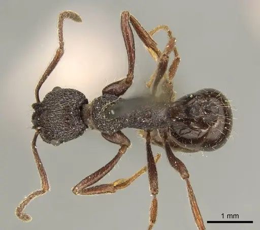 Myrmica rugosa - CASENT0916084