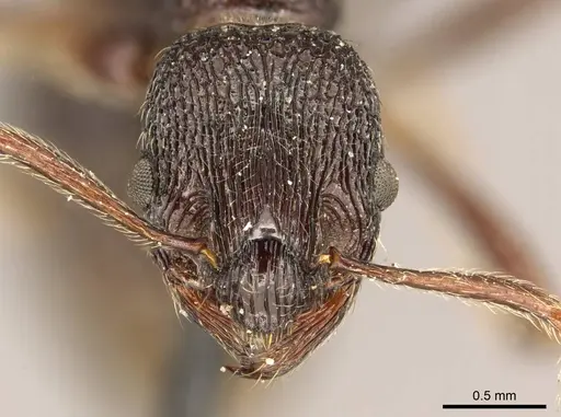 Myrmica rugosa - CASENT0916084