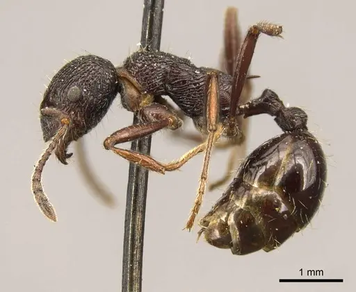 Myrmica rugosa - CASENT0916084