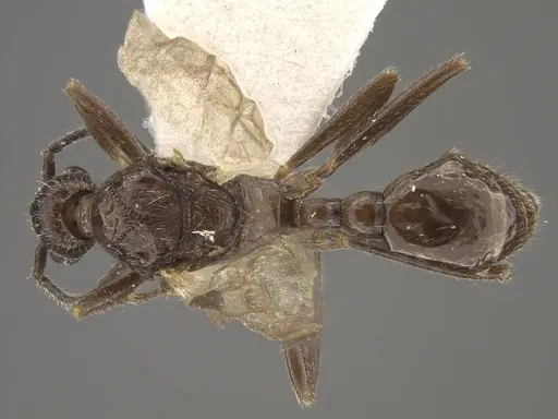 Myrmica rugosa - CASENT0917706