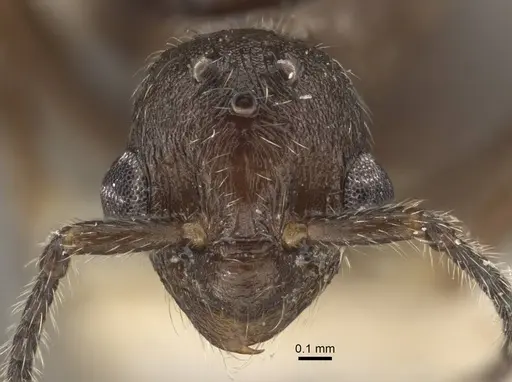 Myrmica rugosa - CASENT0917706