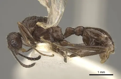 Myrmica rugosa - CASENT0917706