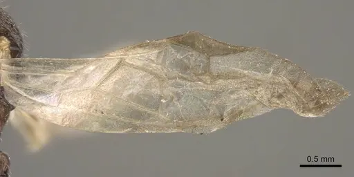 Myrmica rugosa - CASENT0917706