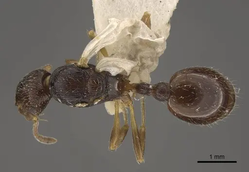 Myrmica rugosa - CASENT0917707