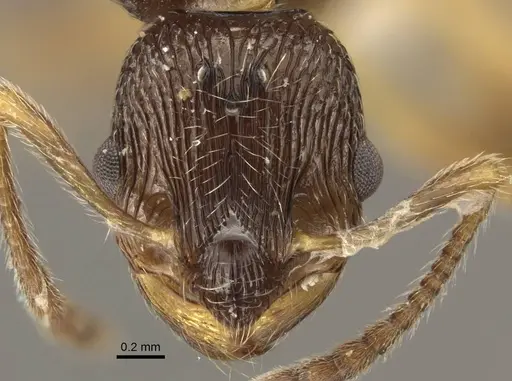 Myrmica rugosa - CASENT0917707