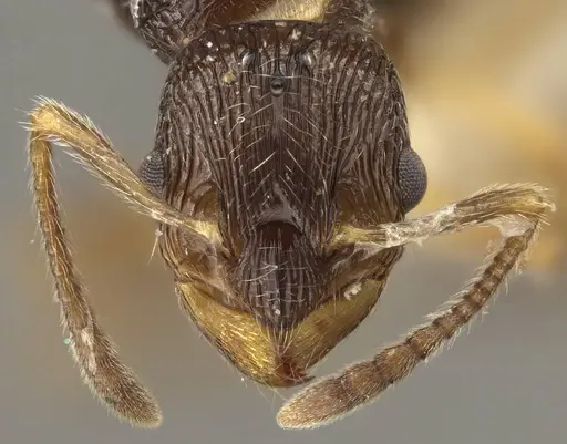 Myrmica rugosa - CASENT0917707