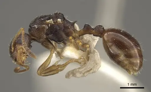 Myrmica rugosa - CASENT0917707