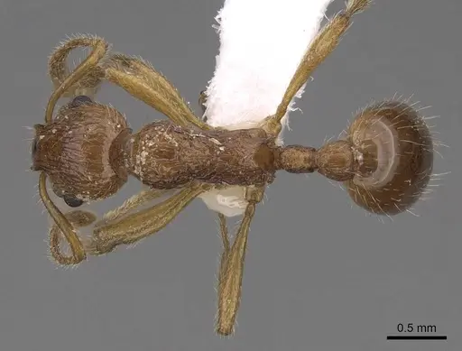 Myrmica rugosa - CASENT0922789