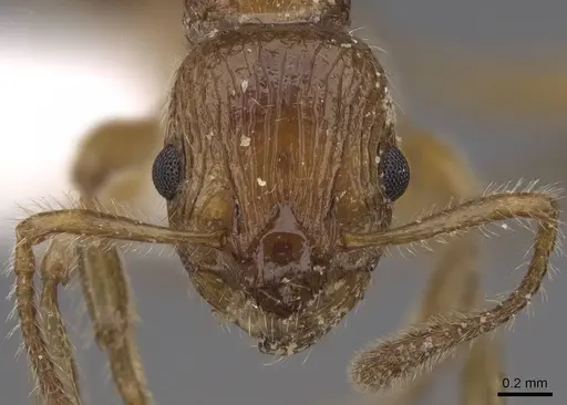 Myrmica rugosa - CASENT0922789