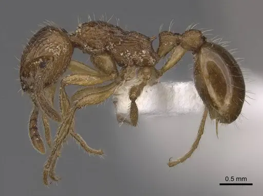 Myrmica rugosa - CASENT0922789