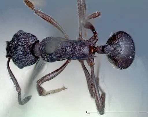 Myrmica rugosa - FOCOL0206