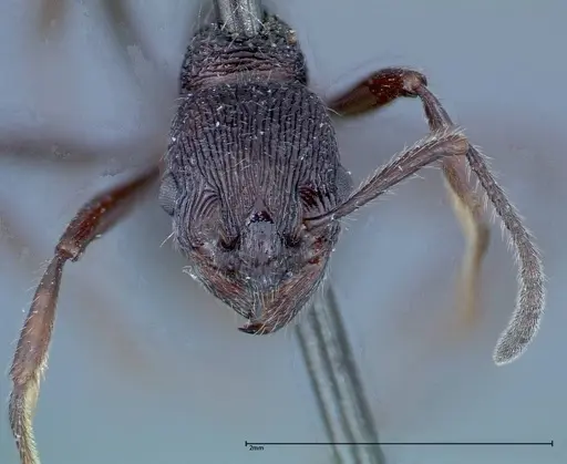 Myrmica rugosa - FOCOL0206