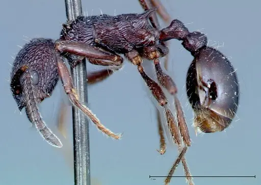 Myrmica rugosa - FOCOL0206