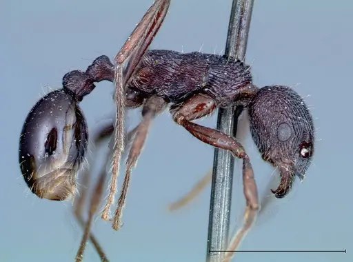 Myrmica rugosa - FOCOL0206