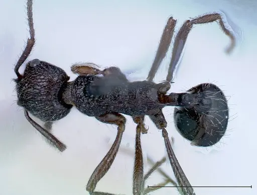 Myrmica rugosa - FOCOL0207