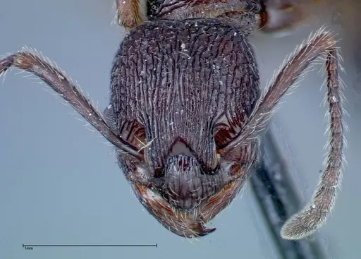 Myrmica rugosa - FOCOL0207