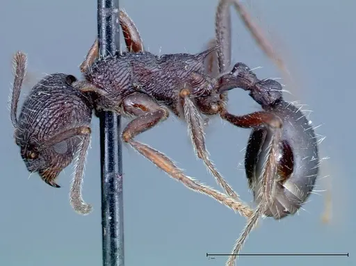 Myrmica rugosa - FOCOL0207