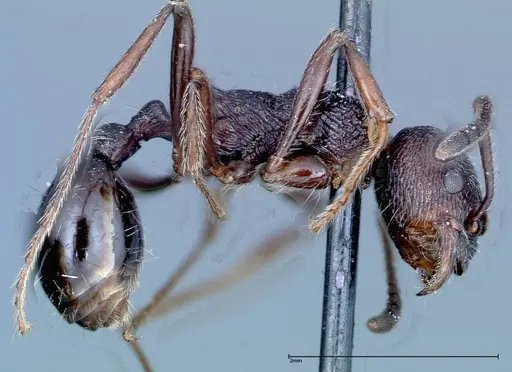 Myrmica rugosa - FOCOL0207