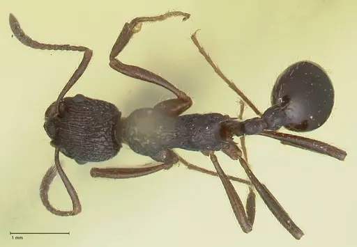 Myrmica rugosa - FOCOL1206