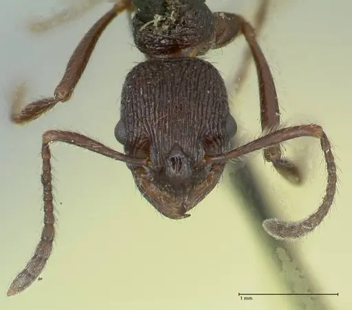 Myrmica rugosa - FOCOL1206