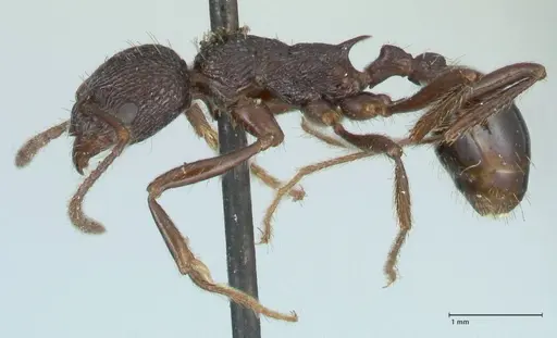 Myrmica rugosa - FOCOL1206