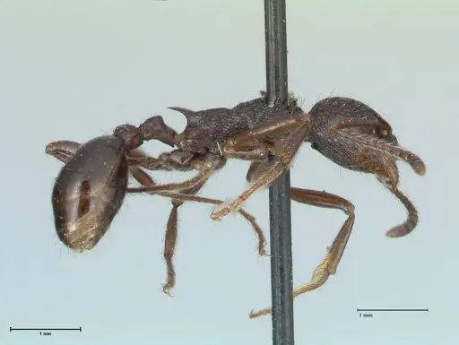 Myrmica rugosa - FOCOL1206