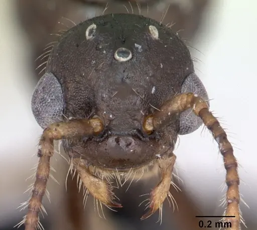 Myrmica rugulosa specimen