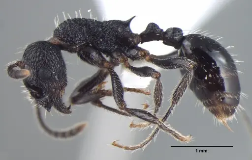 Myrmica rupestris specimen