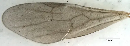 Myrmica rupestris - ANTWEB1008044