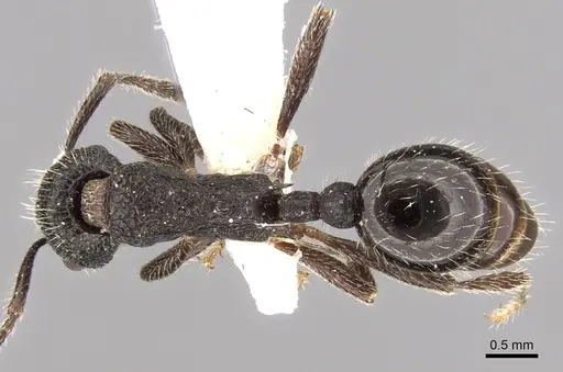 Myrmica rupestris - CASENT0280839