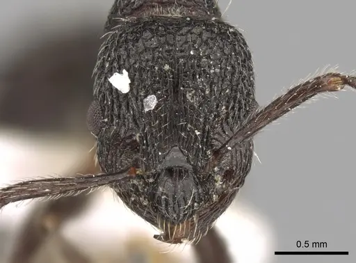 Myrmica rupestris - CASENT0280839