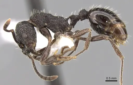 Myrmica rupestris - CASENT0280839