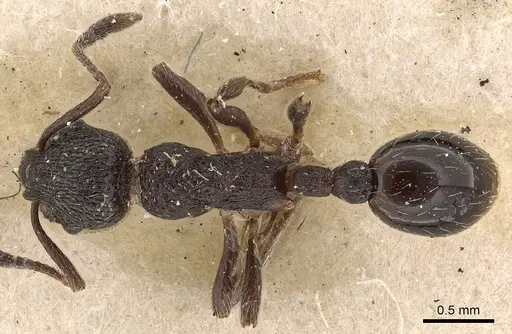 Myrmica rupestris - CASENT0900340