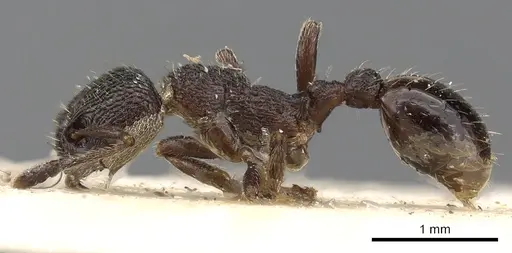 Myrmica rupestris - CASENT0900340